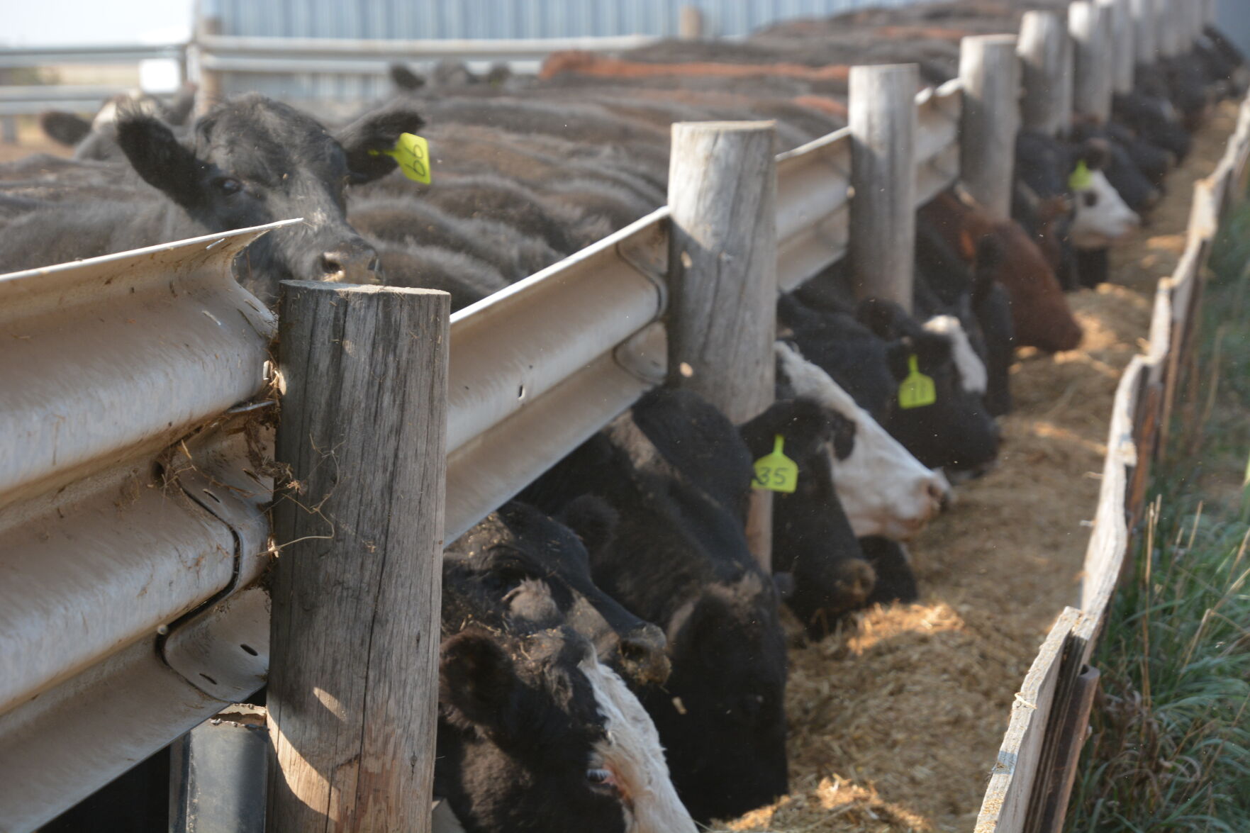 Konechne cattle